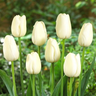 Tulipan Maureen - GIGA paczka! - 250 szt.