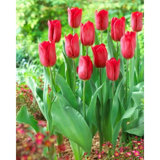 Tulipan Strong Love - GIGA paczka! - 250 szt.