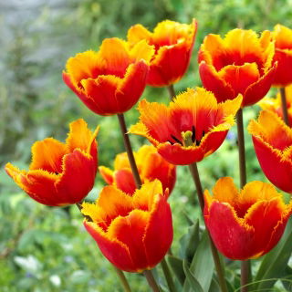 Tulipan Tiano - GIGA paczka! - 250 szt.
