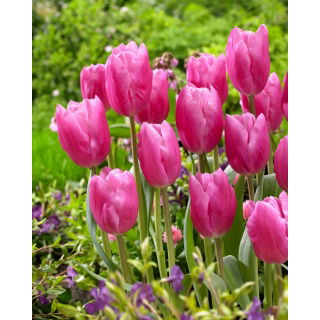 Tulipan Jumbo Pink - GIGA paczka! - 250 szt.
