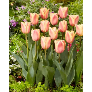 Tulipan Apricot Foxx - GIGA paczka! - 250 szt.
