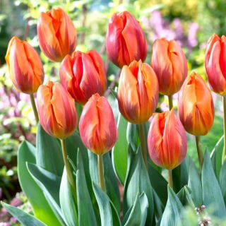 Tulipan Hermitage - GIGA paczka! - 250 szt.