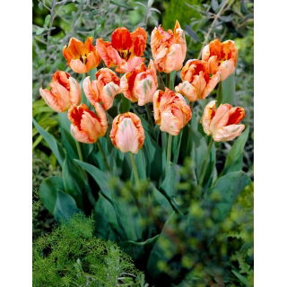 Tulipan Apricot Parrot - 5 szt.