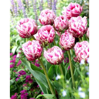 Tulipan Dazzling Desire - 5 szt.