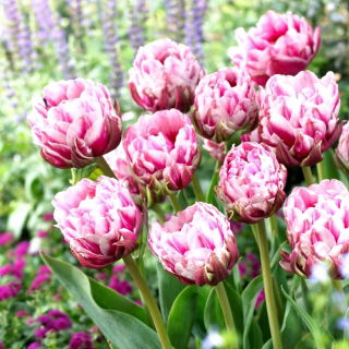 Tulipan Dazzling Desire - 5 szt.