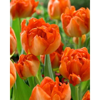 Tulipan Monte Orange - duża paczka! - 50 szt.