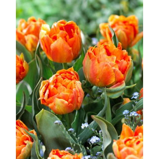 Tulipan Orca - GIGA paczka! - 250 szt.