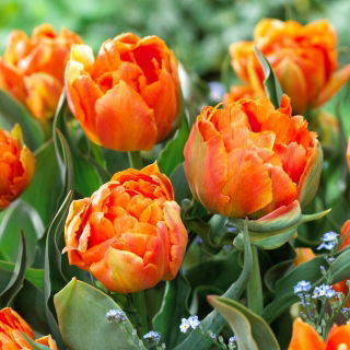 Tulipan Orca - duża paczka! - 50 szt.