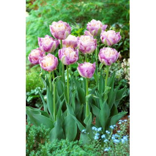 Tulipan Sweet Desire - 5 szt.
