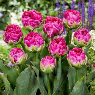 Tulipan Wicked in Pink - 5 szt.