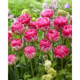 Tulipan Pinksize - duża paczka! - 50 szt.