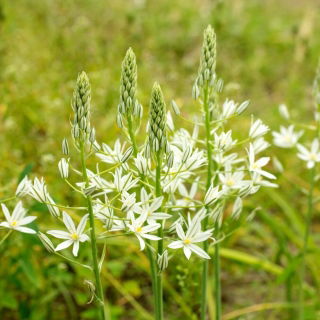 Śniedek Sochi - Ornithogalum ponticum Sochi - duża paczka! - 10 szt.