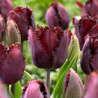 Tulipan Black Jewel - GIGA paczka! - 250 szt.