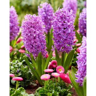 Hiacynt Purple Voice - GIGA paczka! - 150 szt.
