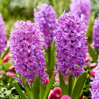 Hiacynt Purple Voice - duża paczka! - 30 szt.