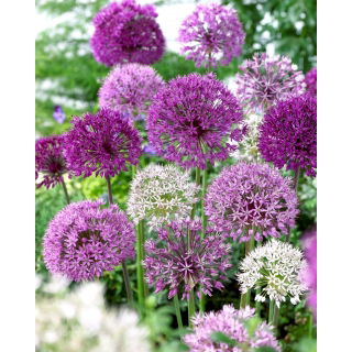 Czosnek ozdobny - Allium mix - 3 szt.