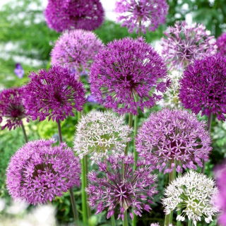 Czosnek ozdobny - Allium mix - 3 szt.