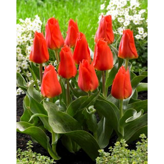 Tulipan Miramare - 5 szt.