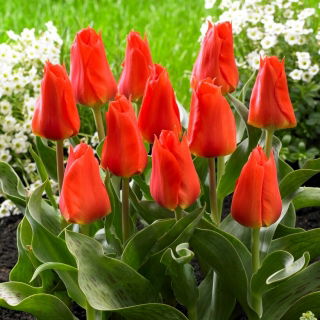 Tulipan Miramare - 5 szt.
