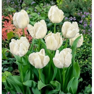 Tulipan White Parrot - GIGA paczka! - 250 szt.