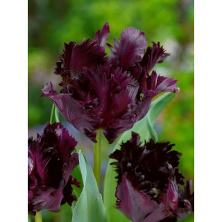 Tulipan Black Parrot - GIGA paczka! - 250 szt.
