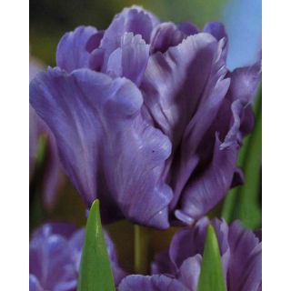Tulipan papuzi Blue Parrot - GIGA paczka! - 250 szt.