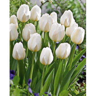 Tulipan City Of Vancouver - GIGA paczka! - 250 szt.