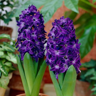 Hiacynt Blue Magic - GIGA paczka! - 150 szt.