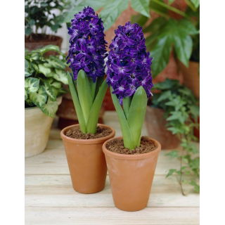 Hiacynt Blue Magic - GIGA paczka! - 150 szt.