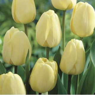 Tulipan kremowy - GIGA paczka! - 250 szt.