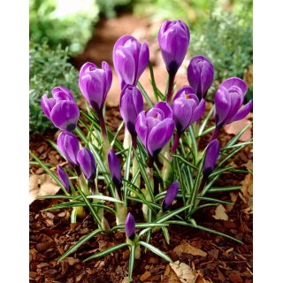 Krokus Grand Maitre - GIGA paczka! - 500 szt.