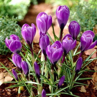Krokus Grand Maitre - GIGA paczka! - 500 szt.