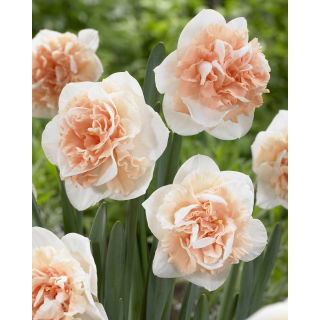 Narcyz pełny Flower Surprise - GIGA paczka! - 250 szt.