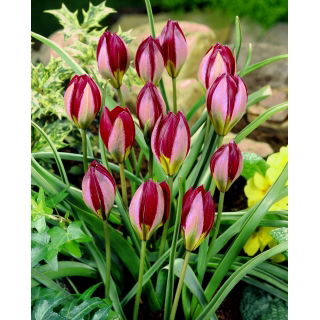 Tulipan Red Beauty - GIGA paczka! - 250 szt.