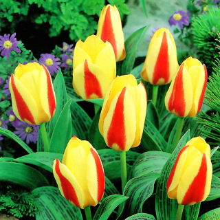 Tulipan Gluck - GIGA paczka! - 250 szt.