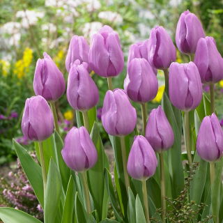 Tulipan Alibi - GIGA paczka! - 250 szt.