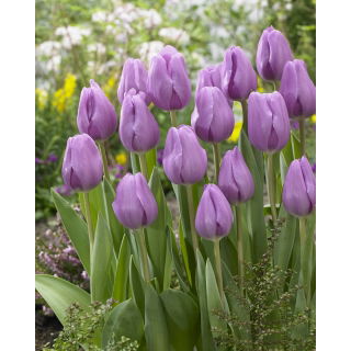 Tulipan Alibi - GIGA paczka! - 250 szt.