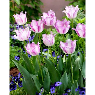 Tulipan Aria Card - GIGA paczka! - 250 szt.