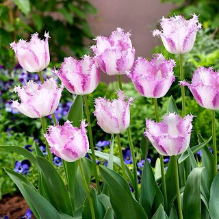 Tulipan Aria Card - GIGA paczka! - 250 szt.