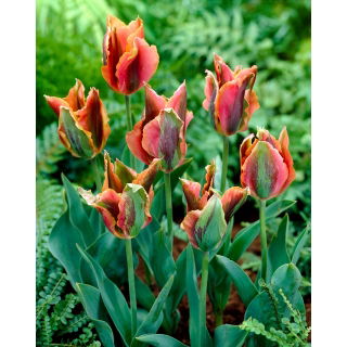 Tulipan Artist - GIGA paczka! - 250 szt.