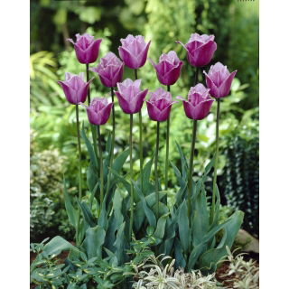 Tulipan Blue Heron - GIGA paczka! - 250 szt.
