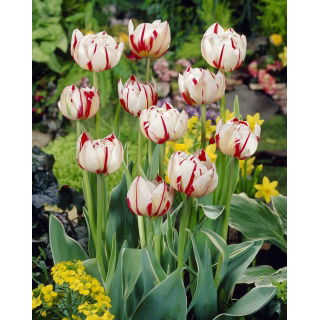 Tulipan Carnaval de Nice - GIGA paczka! - 250 szt.