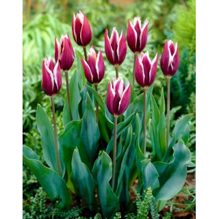 Tulipan Chansonette - GIGA paczka! - 250 szt.