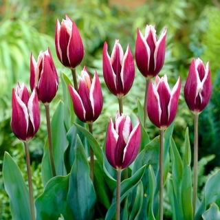 Tulipan Chansonette - GIGA paczka! - 250 szt.