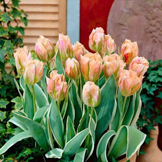 Tulipan China Town - GIGA paczka! - 250 szt.