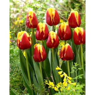 Tulipan Denmark - GIGA paczka! - 250 szt.