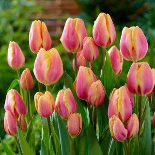 Tulipan Dragon King - GIGA paczka! - 250 szt.
