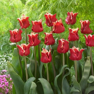 Tulipan Elegant Crown - GIGA paczka! - 250 szt.