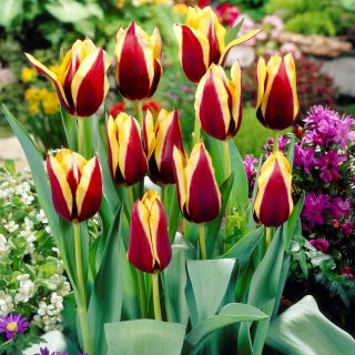 Tulipan Gavota - GIGA paczka! - 250 szt.