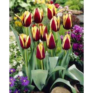 Tulipan Gavota - GIGA paczka! - 250 szt.